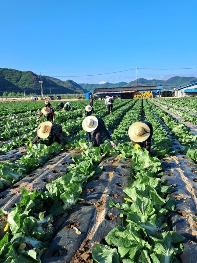 11일 오전 경북 청송군 주왕산면의 한 배추밭에서 농민들이 수확을 포기한 배추를 뽑고 있다. [사진출처= 연합뉴스(농민 제공)]