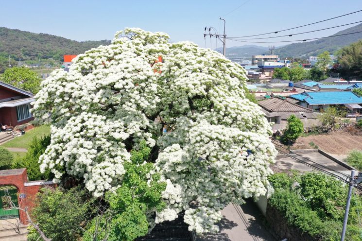 천연기념물 185호 경남 김해시 한림면 신천리 이팝나무. [사진제공=김해시청]