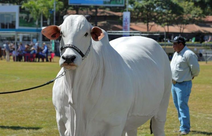 몸값이 56억원…세계에서 가장 비싼 소, 경매로 나오는 이유