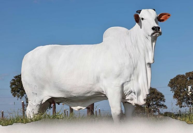 몸값이 56억원…세계에서 가장 비싼 소, 경매로 나오는 이유