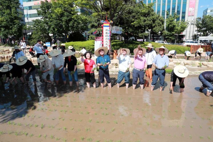 울산시청 뜰 논 정원에서 16일 모내기 행사가 진행되고 있다.