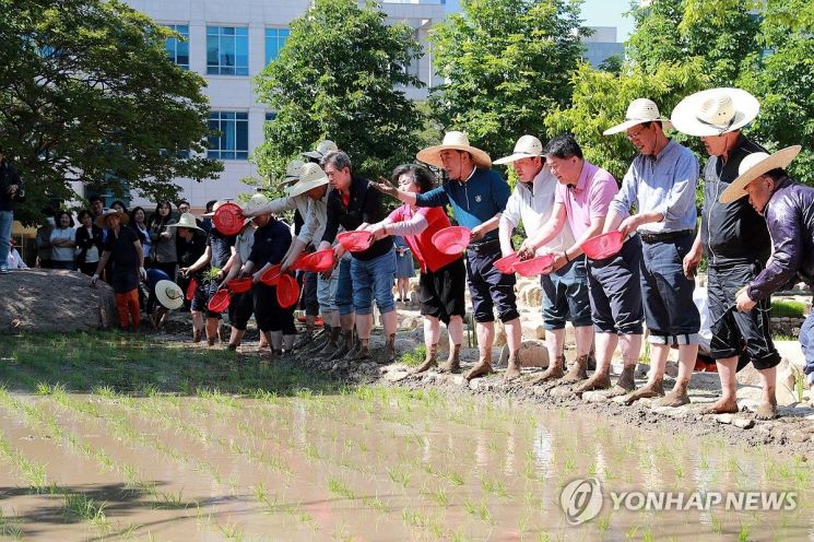 16일 오후 울산시청 광장에 조성된 '논 정원'에서 김두겸 울산시장이 농업인, 시민 대표 등과 함께 모내기하고 있다. [사진제공=연합뉴스]