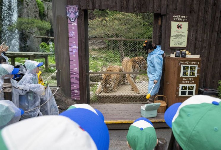15일 삼성 에버랜드 타이거밸리에서 사육사가 문을 열어 이큐브스쿨 참여 가족들에게 호랑이를 보여주며 호랑이의 특징을 설명해주고 있다. 사진=삼성물산 제공