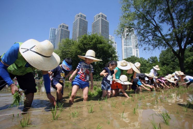 양재천에 꼬마농부가 뜬다...강남구, 전통 모내기 체험 행사 개최