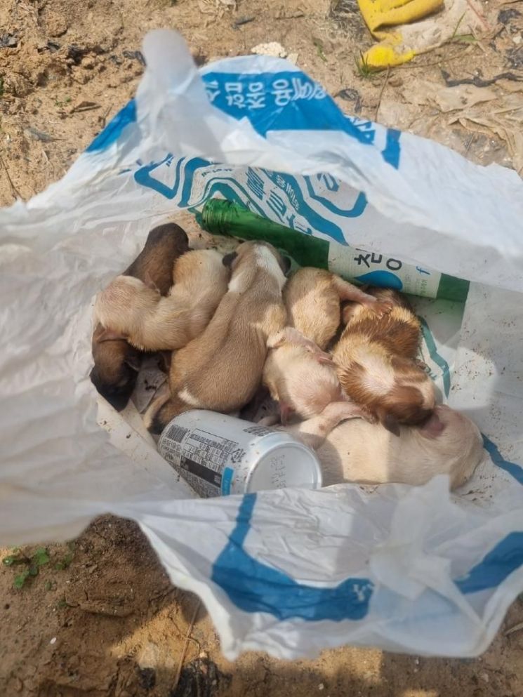 해수욕장 쓰레기봉투에 버려진 강아지 6마리···경찰 수사