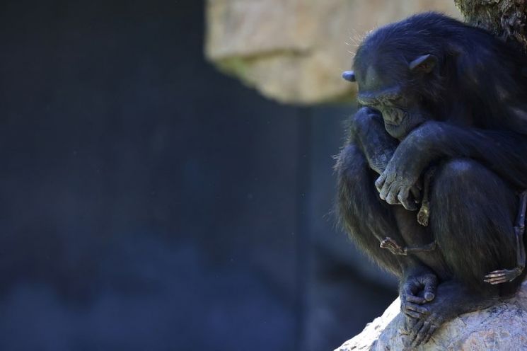 스페인 동물원에 살고 있는 침팬지 나탈리아가 죽은 새끼의 시신을 품에 안고 있는 모습. [이미지출처=로이터연합뉴스]