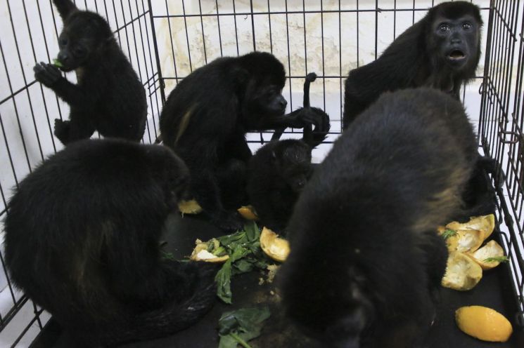 21일(현지시간) 멕시코 타바스코주 테콜루티야에서 구조된 원숭이들. [이미지출처=AP연합뉴스]