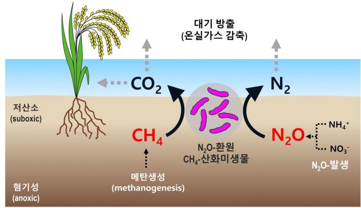 자연 생태계에서 단일 미생물(메탄산화미생물)에 의한 메탄 산화 및 아산화질소 환원 도식화 자료. 한국연구재단 제공