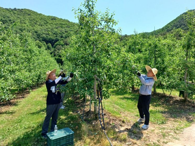 경북도 농축산유통국 직원들이 청송군 안덕면 사과농가에서 농촌 일손돕기를 하고 있다.