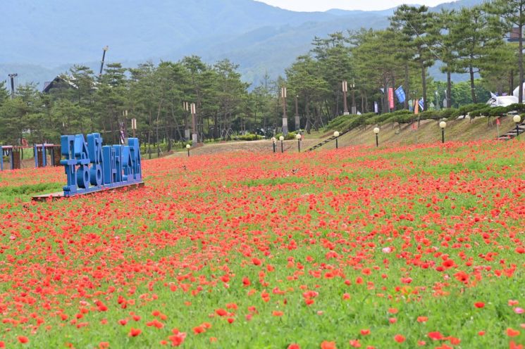 청송군, 주왕산관광단지 꽃양귀비 개화 시작