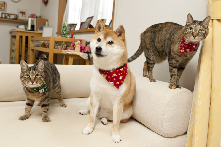 与Kabosu一起生活的猫。Kabosu博客供图