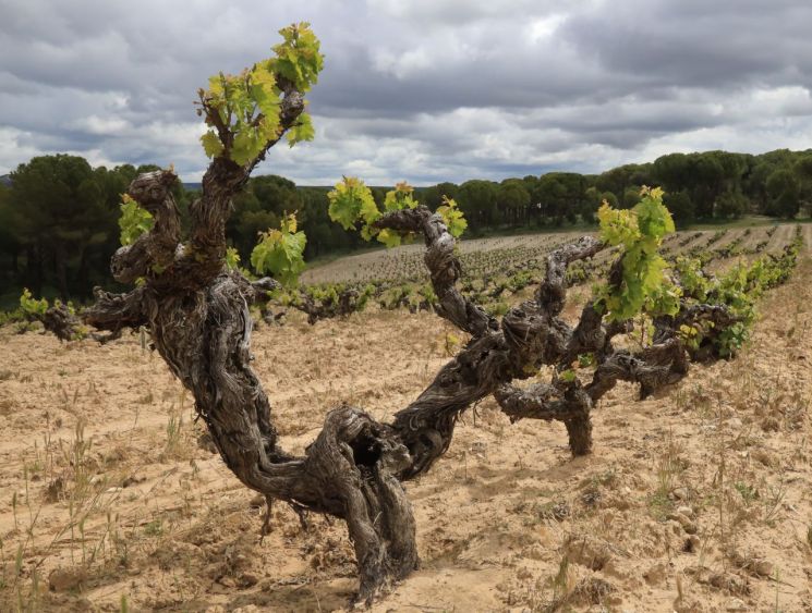 [아경와인셀라]160년의 아우라…스페인 와인의 자부심 