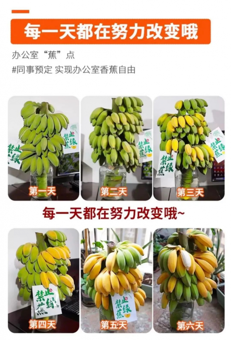 녹색 바나나가 점차 노랗게 후숙되고 있는 과정을 네티즌들이 공유했다. (사진 출처= 웨이보)