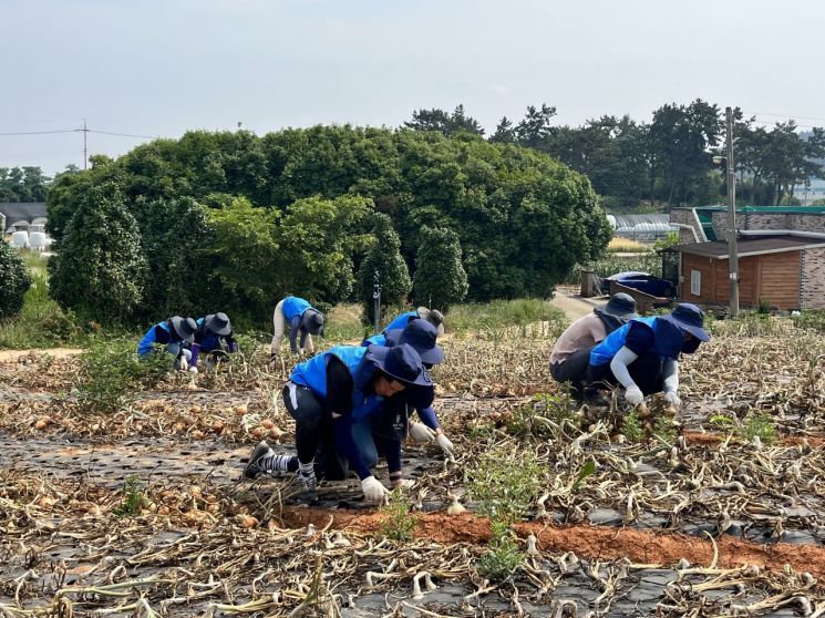 한국섬진흥원, 섬마을 방문 '농촌 일손돕기' 눈길