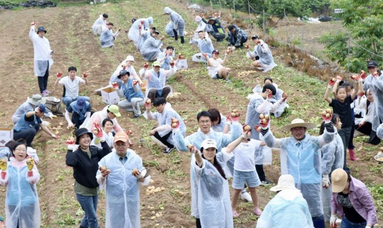 광양제철소 프렌즈 재능봉사단이 광양시 옥곡면 대리마을 감자수확을 돕고 있다［사진제공=광양제철소］