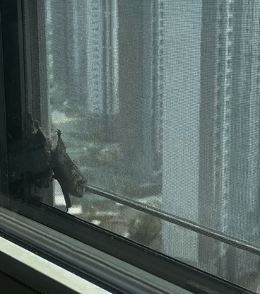 25층 아파트 창문에 박쥐가? "2시간이나 머물러"