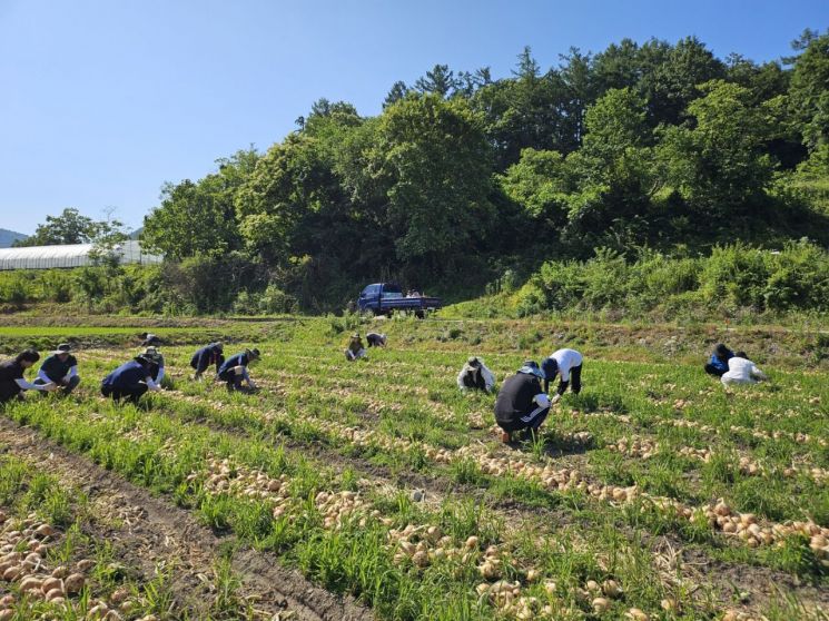13일 전북자치도 농생명축산식품국 40여 명은 임실군 청웅면 양파 수확 농가에서 부족한 일손을 보탰다.[사진제공=전북도]