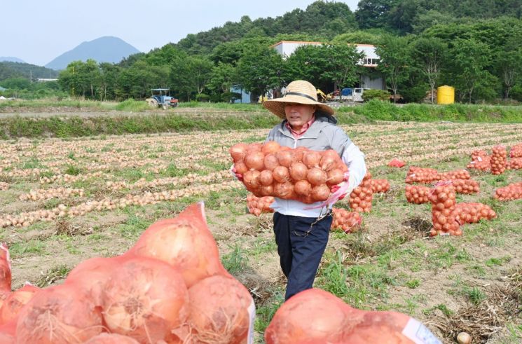 성낙인 창녕군수 양파 수확 농가 현장방문. [이미지제공=창녕군]