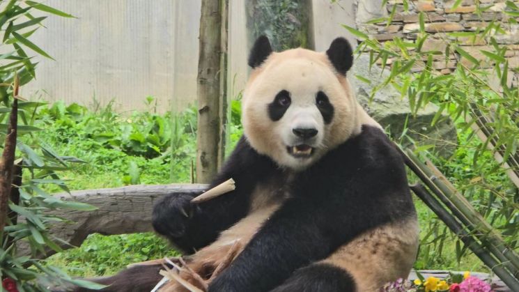 지난 4월 중국에 반환된 자이언트판다 '푸바오'가 2개월여 만인 12일 쓰촨성 판다기지에서 대중에 공개됐다. 푸바오는 이날 오전 9시39분(현지시간) 쓰촨성 워룽중화자이언트판다원(臥龍中華大熊猫苑) 선수핑기지(神樹坪基地) 야외 방사장에 모습을 드러냈다. [이미지출처=연합뉴스]