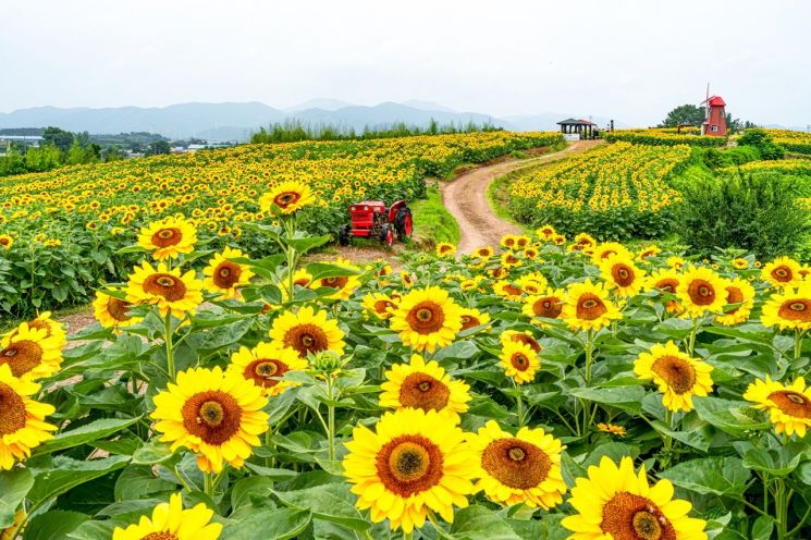 ‘제12회 강주 해바라기 축제’가 조기 개최된다.