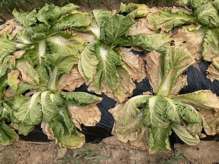 불볕더위에 녹아내린 배추…기후 재난에 속 타들어가는 농가