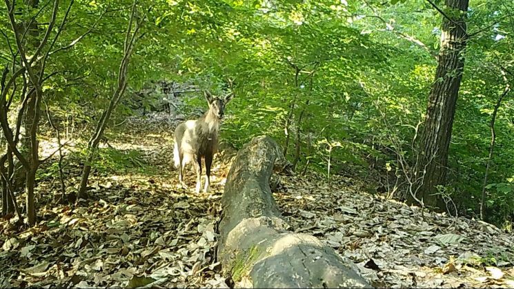 지난 5월 29일 광릉숲에서 방송사 카메라에 포착된 산양. 광릉숲에서 산양이 발견된 것은 이날이 첫 사례다. 국립수목원 제공