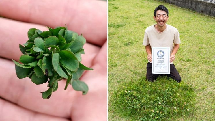 기네스 세계기록(Guinness world records·기네스북)은 최근 일본 도치기현 나스시오바라시에서 와타나베 요시하루(45)가 '63잎 클로버'를 재배해 기네스 세계기록을 경신했다고 전했다. [이미지출처=기네스 세계기록(Guinness world records·기네스북)]
