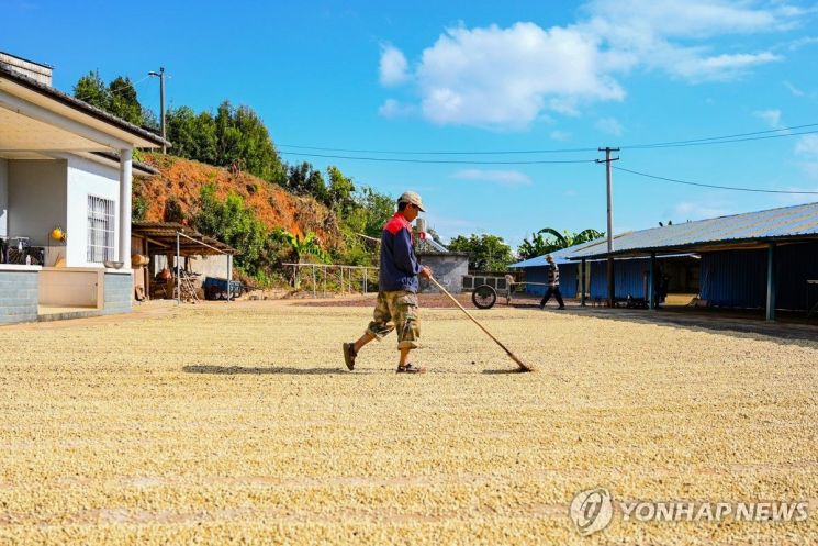 에티오피아와 기후 비슷 中 원난성, 대학에서 '커피학' 가르친다