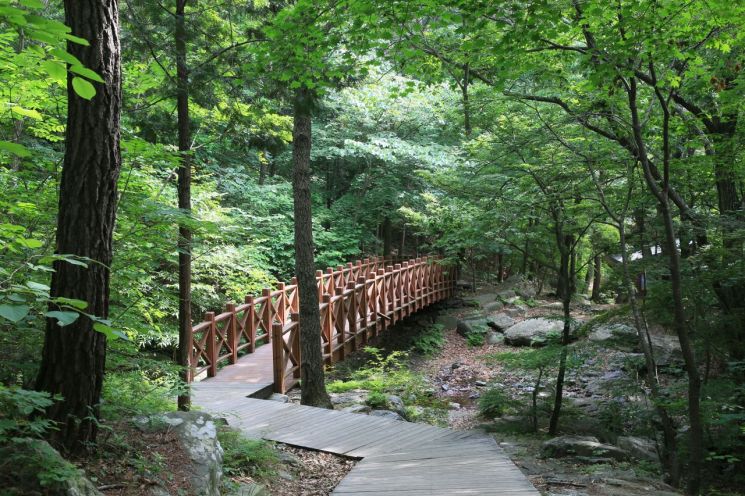 "보령 성주산자연휴양림에서 시원한 여름 휴가 보내세요"