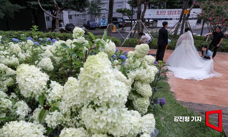 A soon-to-be newlywed couple participating in a wedding photo shoot event is taking pictures at Choansan Hydrangea Hill in Nowon-gu, Seoul. This is unrelated to the main article.