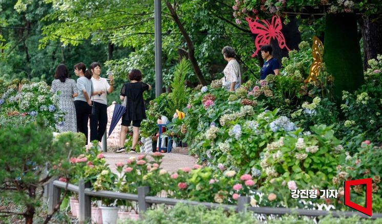 [포토] 주민 힐링 장소로 변신한 초안산 수국동산