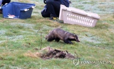 올무에 걸린 채 발견돼 치료를 받고 방사되는 오소리들 [이미지출처=연합뉴스]