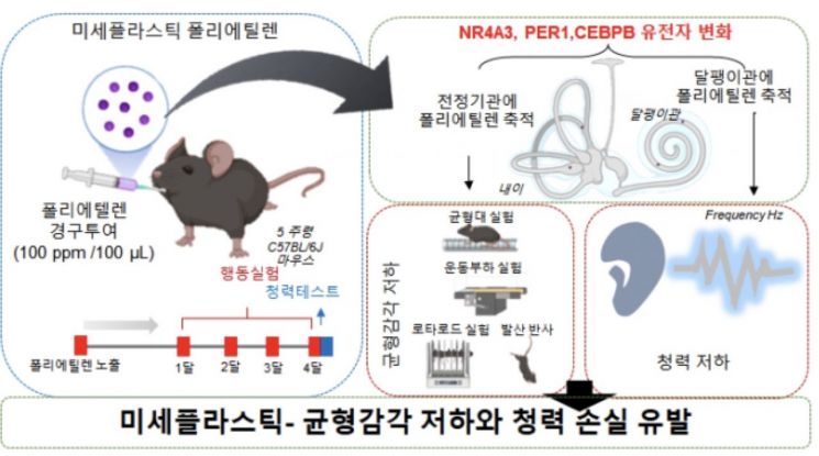 미세플라스틱, 귀 손상 유발해 청력·균형감각에도 영향
