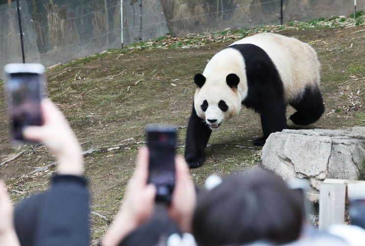 "판다 주고 받는 외교 그만" 동물단체 반발