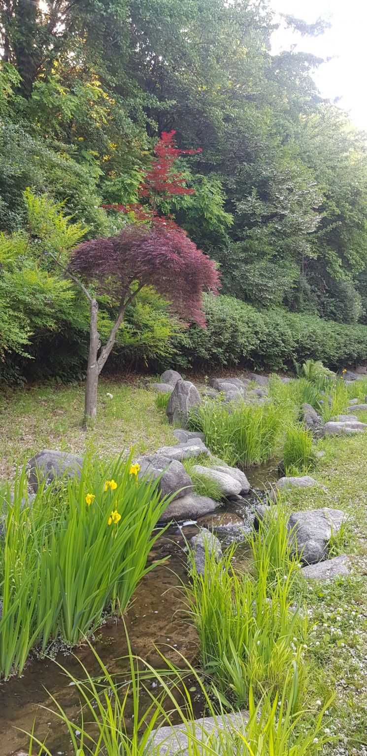 남산야외식물원 산책로의 작은 개울에 핀 아이리스. [사진=독자제공]