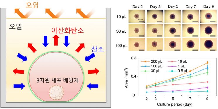 오일 내 액적 환경에서의 3차원 세포 배양 기술의 특징과 액적 크기에 따른 스페로이드 크기 변화 이미지.
