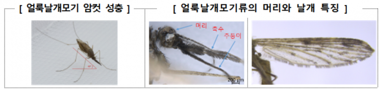 전국에 '말라리아 경보'…모기 물리고 오한·두통시 병원치료