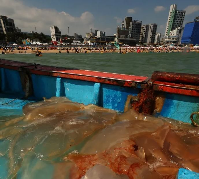 지난 1일 부산 해수욕장에서 잡힌 해파리 [이미지출처=연합뉴스]