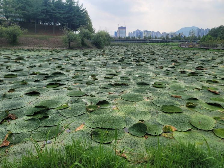 양산 범어유수지.