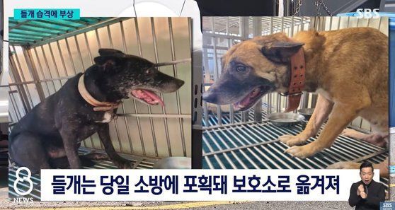 "2m 점프해 머리 물고 흔들어"…아파트서 산책하다 들개에 습격당한 60대