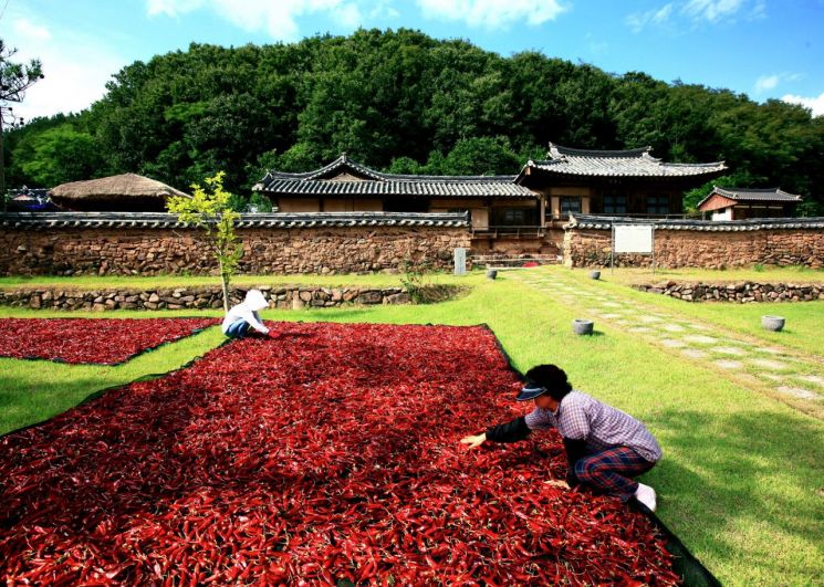 K-매운맛 영양고추, 수도권 상륙
