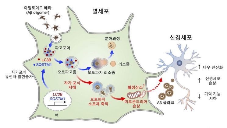 '세포 청소부' 뇌 속 별세포, 알츠하이머 치매 치료의 희망