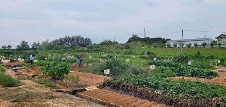 "김장 무씨 뿌리고 배추 심고"…익산시, 주말 가족농장 '인기'