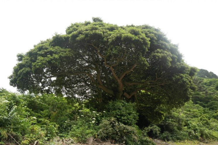 A large Machilus tree has taken root in the forest genetic resource protection area. Photo by Korea Forest Service