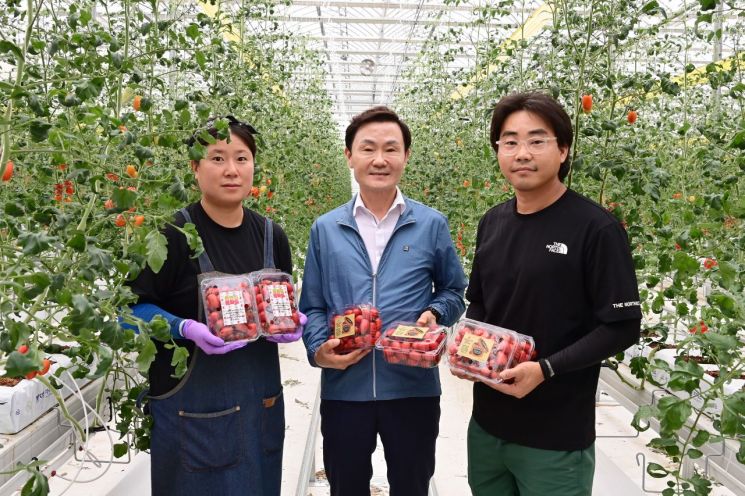 고령군, 임대형스마트팜 방울토마토 첫 출하