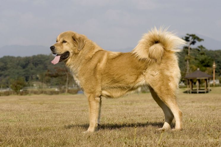 임실군, 천 년 역사 '오수개 유엔기구 등재 기념식' 연다