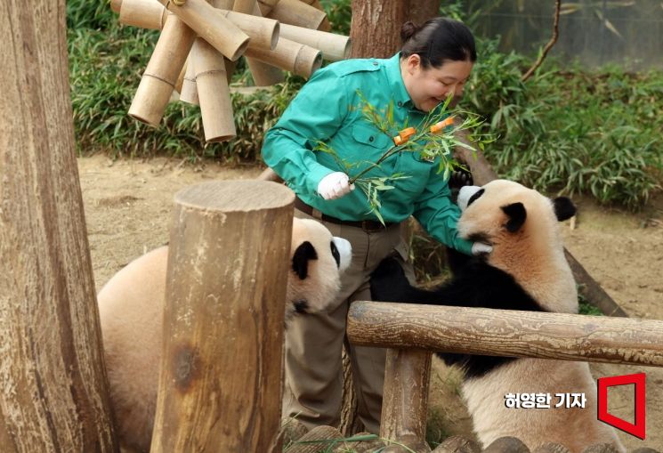 오승희 사육사가 판다월드에서 당근이 꽂힌 대나무 가지를 들고 나오자 루이바오와 후이바오가 매달리고 있다. 사진=허영한 기자 younghan@