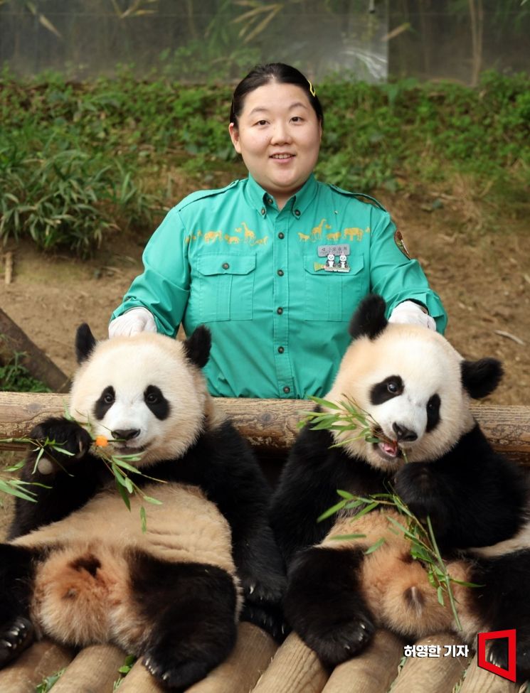 오승희 사육사가 에버랜드 판다월드 방사장에서 쌍둥이 판다 루이바오(오른쪽), 후이바오와 함께 포즈를 취했다. 사진=허영한 기자 younghan@