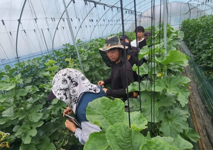 새내기 창업농 일냈다…가락시장 멜론 경매서 전국 최고가