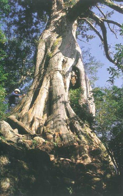 태풍 산산에 '원령공주' 배경지 쑥대밭…3000년 고목도 쓰러져